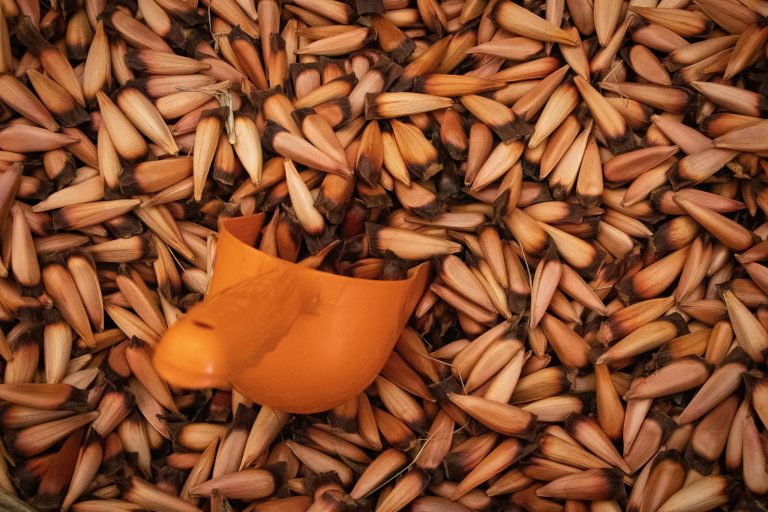 Pine Nuts: The Tiny Treasure of Nutrition